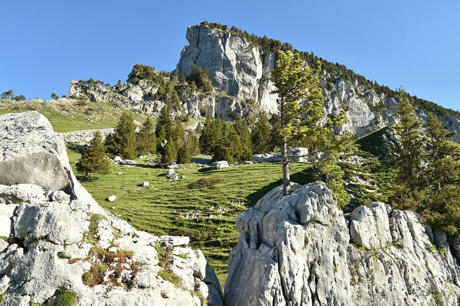 Dsc 0239 00001